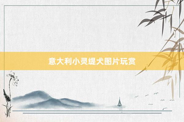 意大利小灵缇犬图片玩赏